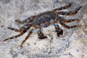 Crab close-up by Lisa Hinderlider 